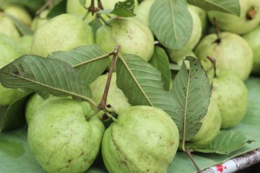 Guava meyve sokak gıda