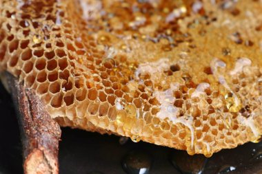 ahşap üzerinde tatlı petek