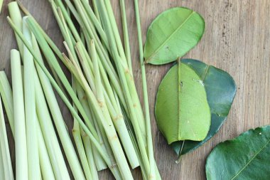 Limon otu ve Güney Afrika'da bir kabile kireç yaprakları