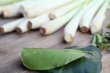 Limon otu ve Güney Afrika'da bir kabile kireç yaprakları