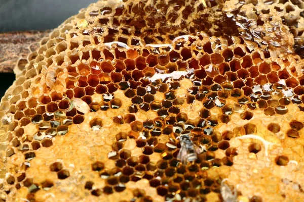 Söta honeycomb på trä — Stockfoto