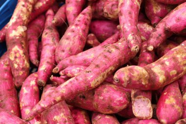 Organik kırmızı tatlı patates yam