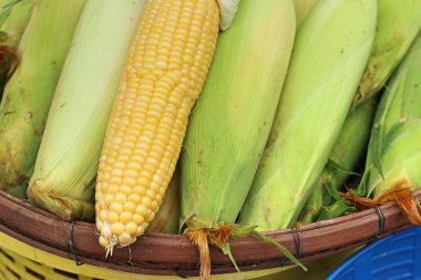 Markette taze Mısır