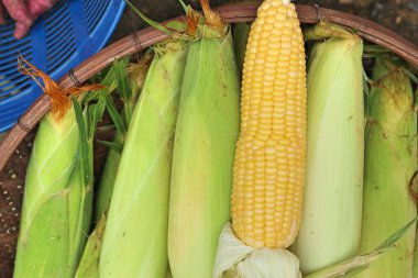 Markette taze Mısır