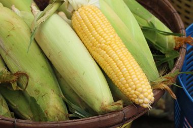 Markette taze Mısır