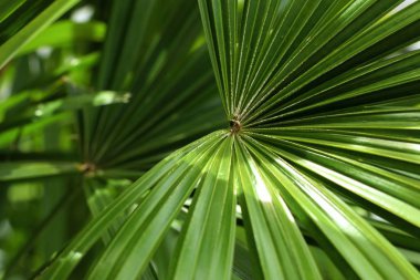 palmiye yaprakları doğada
