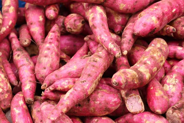 Biologische rode zoete aardappel yam — Stockfoto