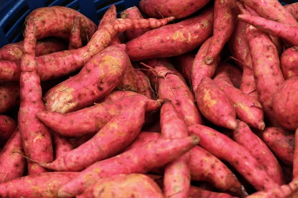 Yam organicznych czerwone słodkie ziemniaki — Zdjęcie stockowe