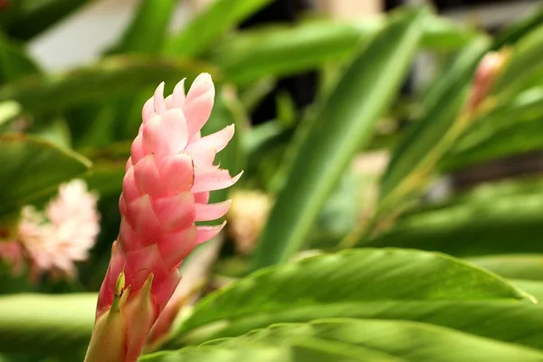Галангальный цветок в природе — стоковое фото