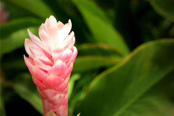 Galangal květina v přírodě — Stock fotografie
