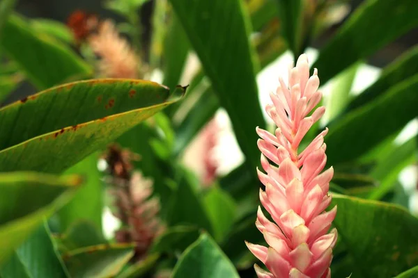 Galangal fleur dans la nature — Photo