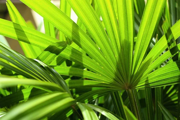 Palmbladeren in de natuur — Stockfoto