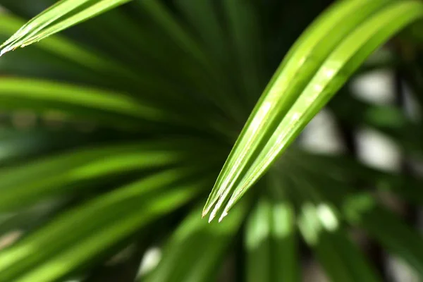 Palmové listy v přírodě — Stock fotografie