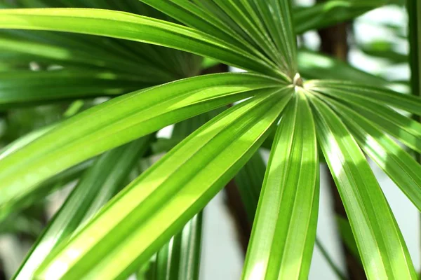 Folhas de palma na natureza — Fotografia de Stock