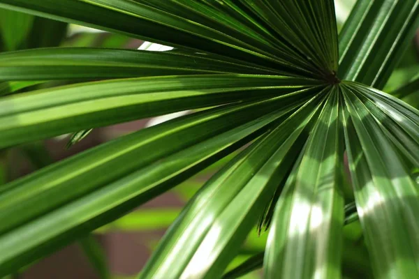 Листя пальми в природі — стокове фото