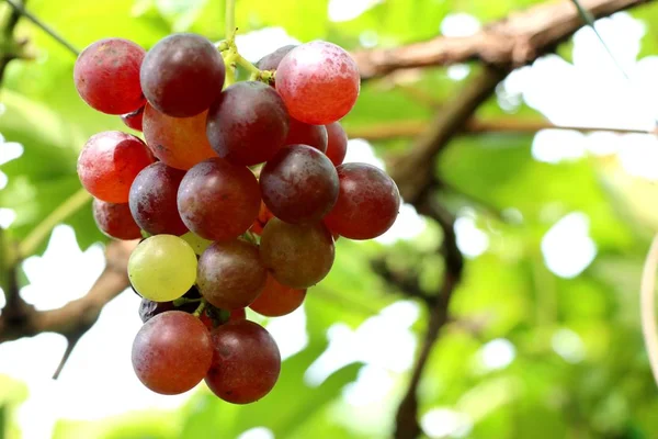 Verse druiven in de wijngaard — Stockfoto