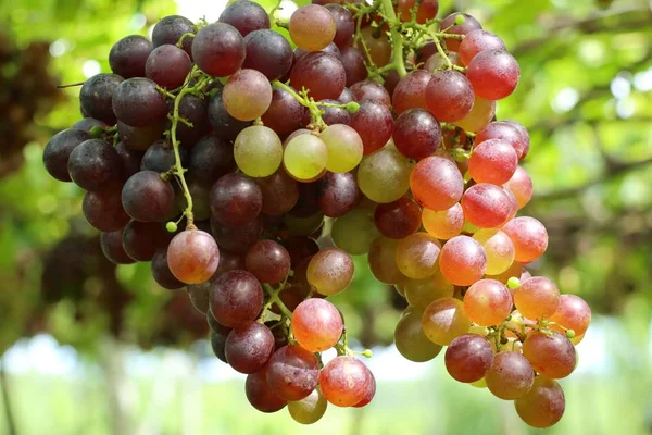 Frische Trauben im Weinberg — Stockfoto