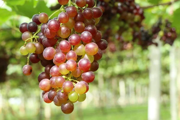 Raisins frais dans le vignoble — Photo