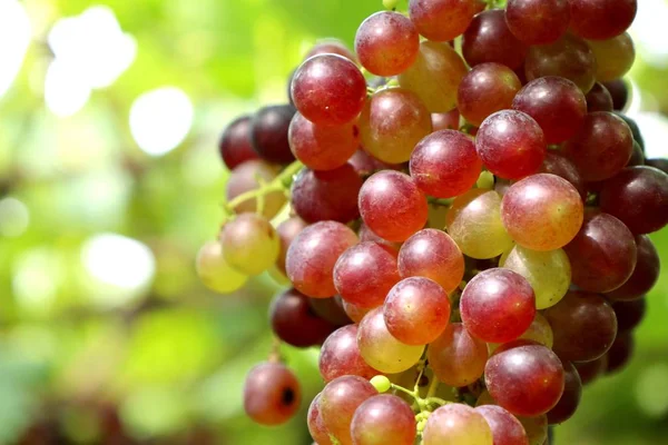 Uvas frescas en el viñedo — Foto de Stock
