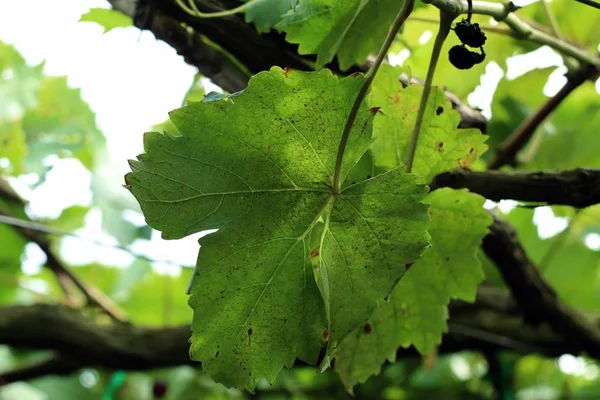 Vinné listy v přírodě — Stock fotografie