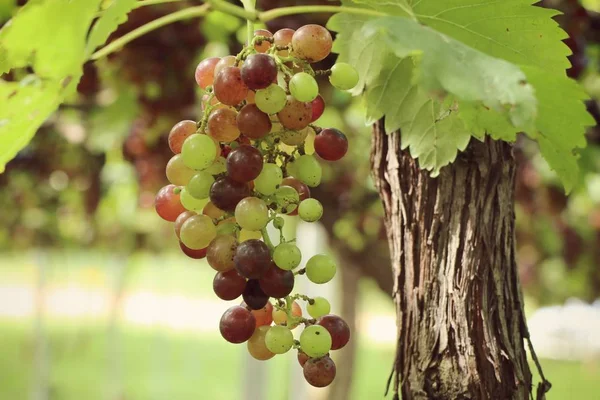 Uvas frescas em vinha — Fotografia de Stock