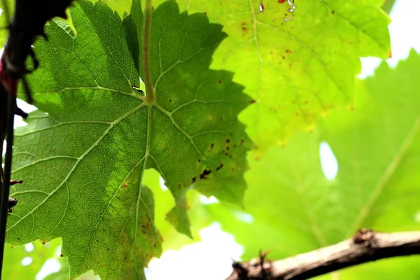 Foglie di uva in natura — Foto Stock