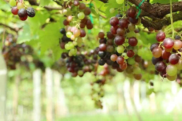 Uvas frescas em vinha — Fotografia de Stock