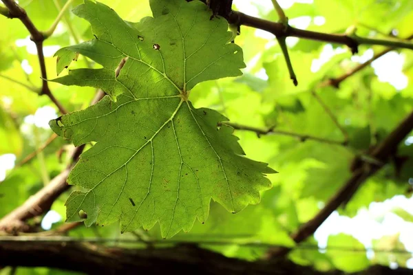 Hojas de uva en la naturaleza —  Fotos de Stock