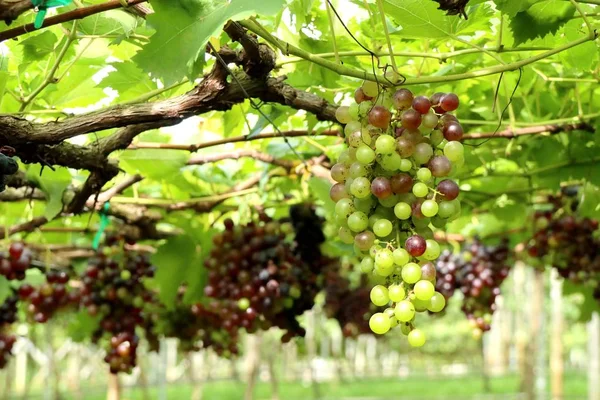 Čerstvé vinné hrozny ve vinici — Stock fotografie