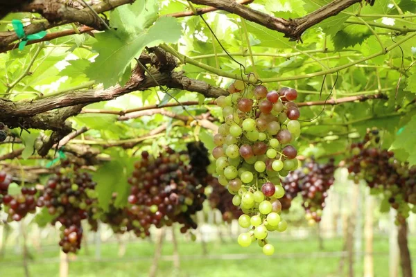 Raisins frais dans le vignoble — Photo