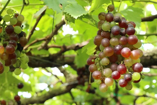 Uvas frescas em vinha — Fotografia de Stock