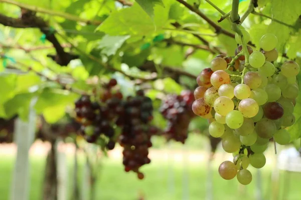 Uvas frescas em vinha — Fotografia de Stock