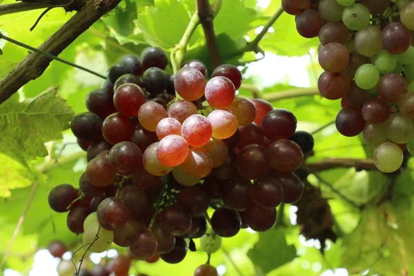 Raisins frais dans le vignoble — Photo