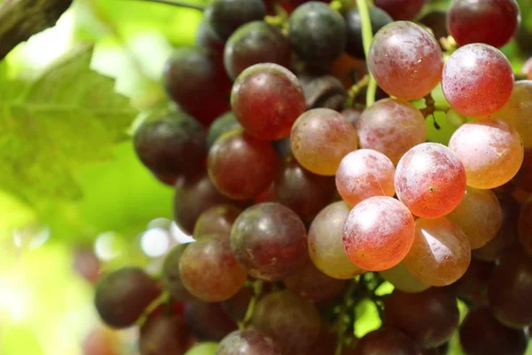 Frische Trauben im Weinberg — Stockfoto