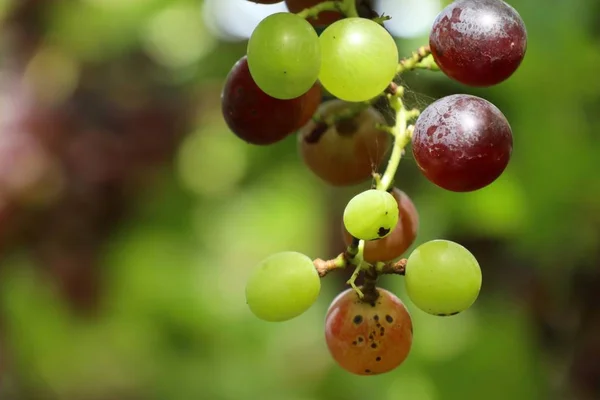 Uvas frescas en el viñedo — Foto de Stock