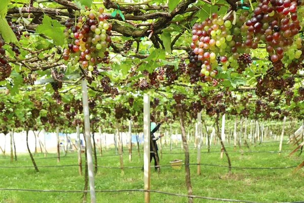 Fresh grapes in vineyard — Stock Photo, Image
