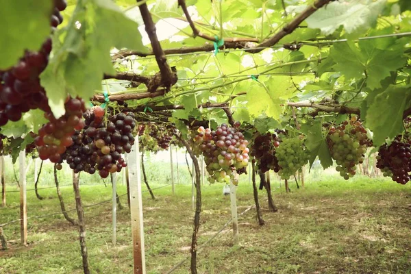 Fresh grapes in vineyard — Stock Photo, Image