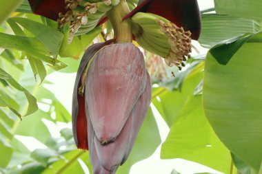 doğada muz çiçeği