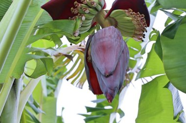 doğada muz çiçeği