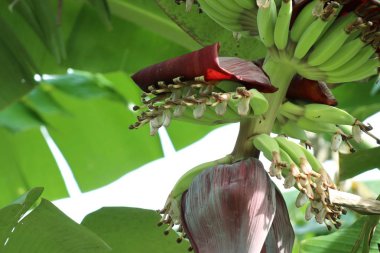 doğada muz çiçeği