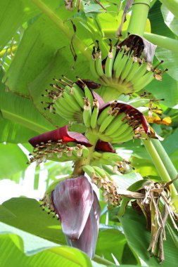 doğada muz çiçeği