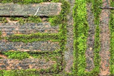 Yeşil yosun tuğla arka plan