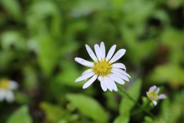 Papatya çiçek alanı