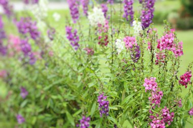 Unutma beni çiçekleri.