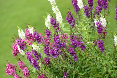 Unutma beni çiçekleri.