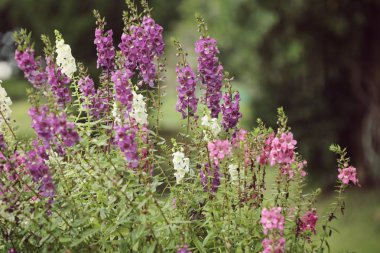 Unutma beni çiçekleri.