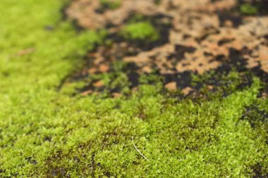 doğada yeşil yosun