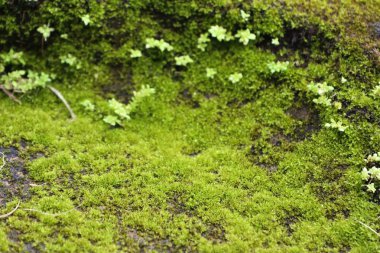 doğada yeşil yosun