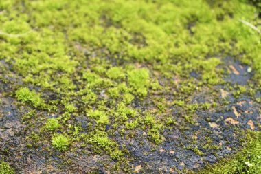 doğada yeşil yosun