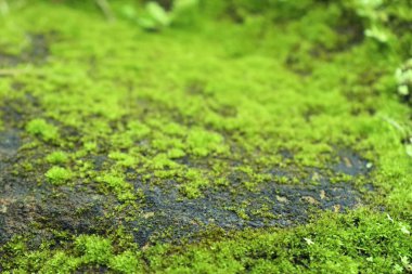 doğada yeşil yosun